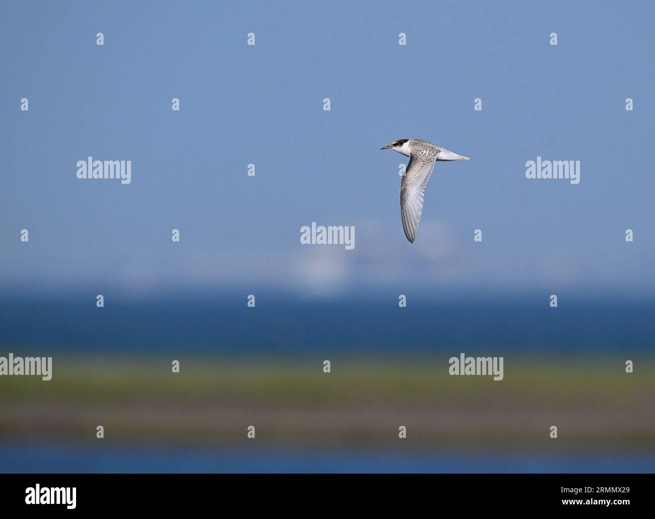 Little Tern - Sterna albifrons Foto Stock
