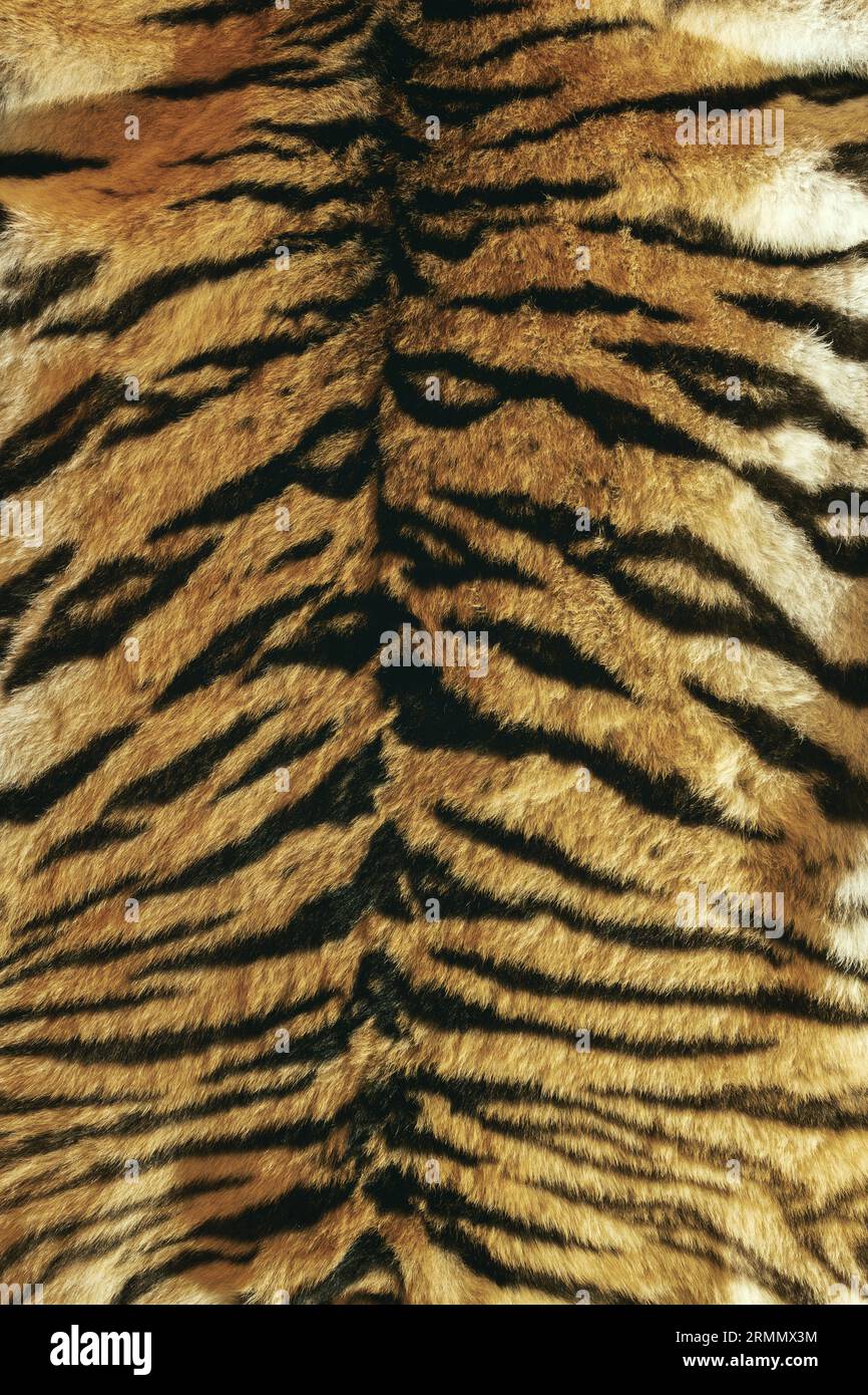 colorata pelliccia di tigre, sfondo di pelliccia animale con strisce nere Foto Stock
