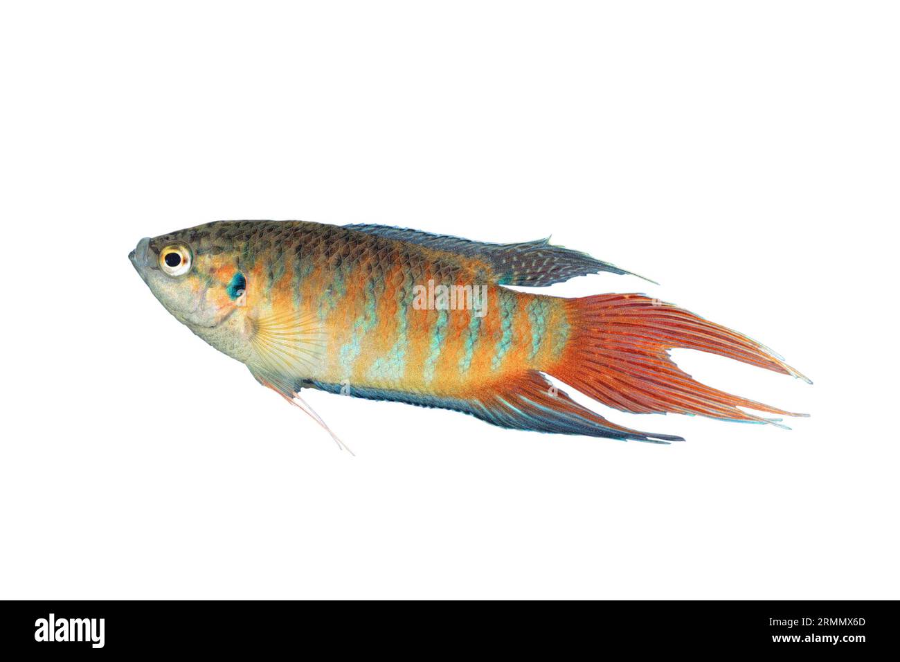 Macropodus opercularis grande maschio isolato su sfondo bianco (pesce paradiso) Foto Stock