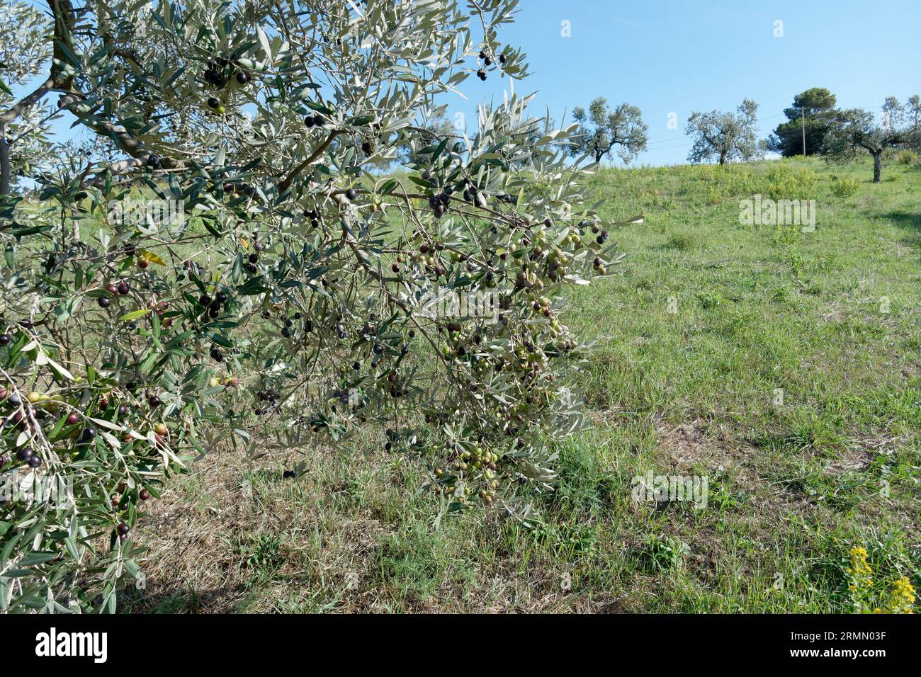 Ulivo mediterraneo con olive mature nella campagna toscana . Livorno, Toscana Italia Foto Stock