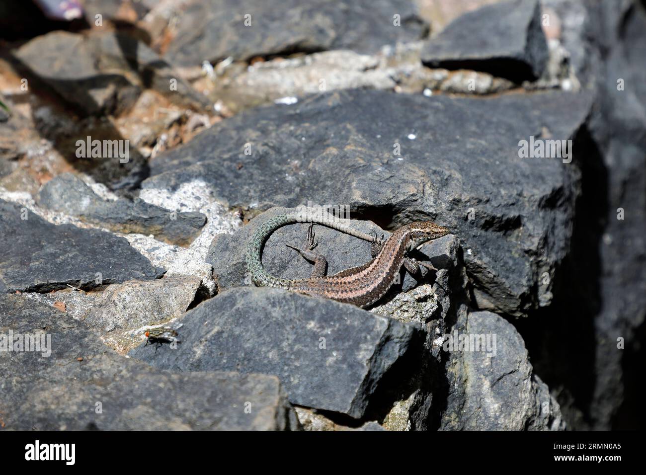 La lucertola di Madeira sulle pietre, un comune incontro di animali a Funchal Foto Stock