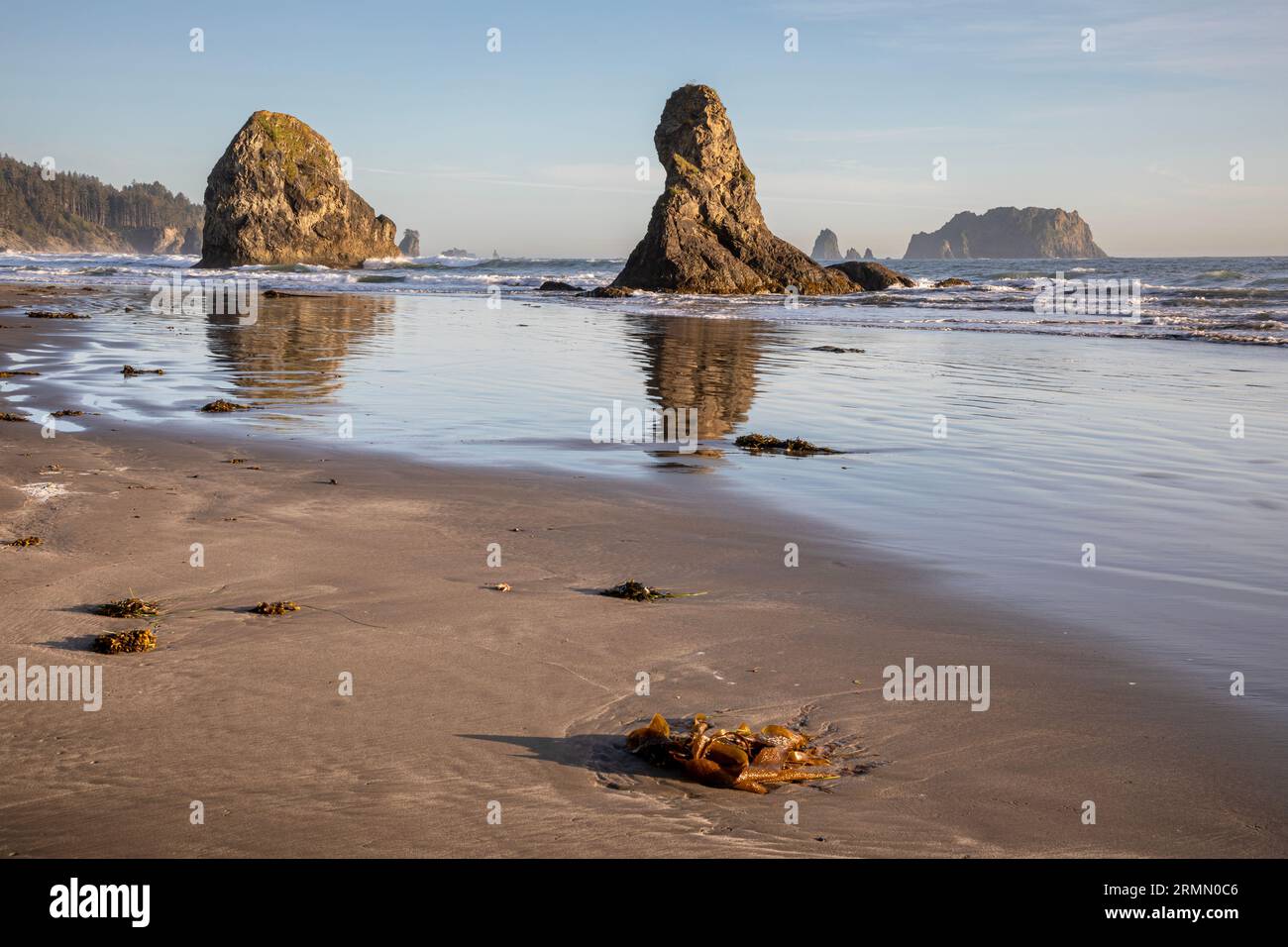 WA23499-00...WASHINGTON - Seastacks lungo la spiaggia di Cedar Creek sulla North Olympic Wilderness Coast all'Olympic National Park. Foto Stock