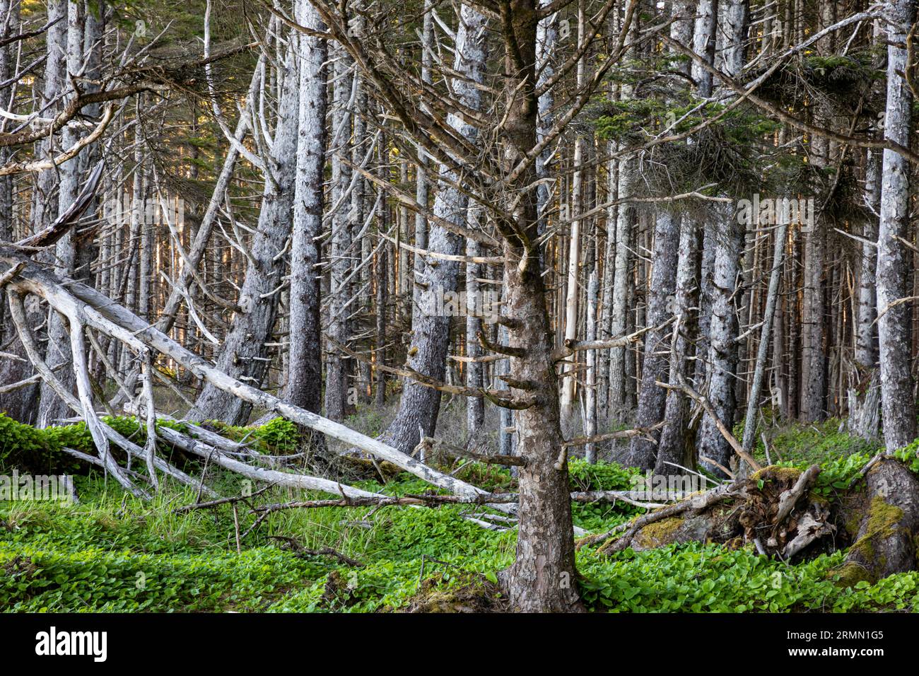 WA23515-00...WASHINGTON - tipica foresta costiera lungo la North Wilderness Coast all'Olympic National Park. Foto Stock