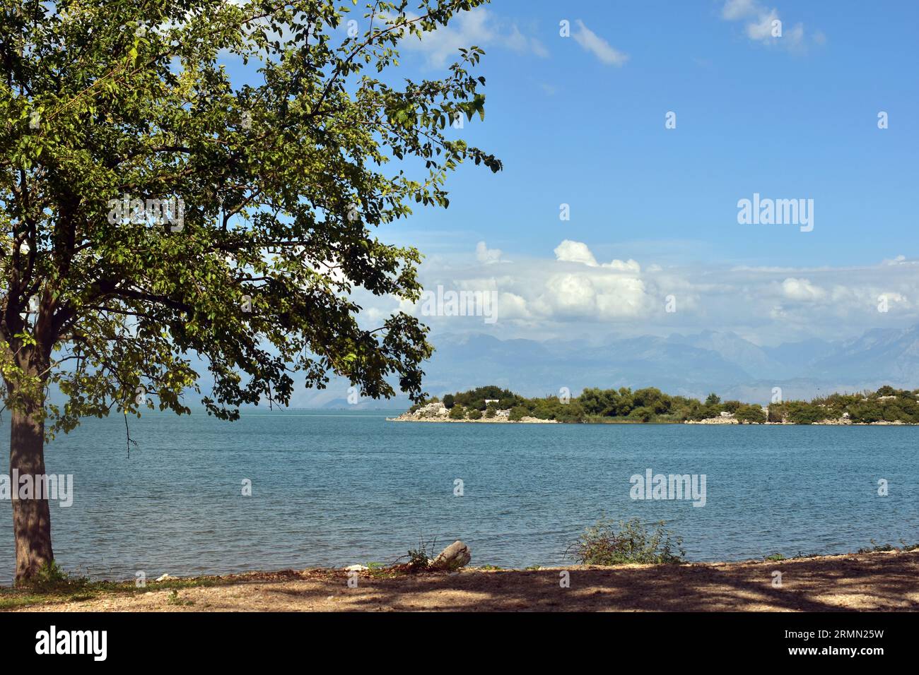 Albero sulla riva del lago. Lago Skadar in Montenegro in una giornata di sole. Fotografia naturalistica. Foto Stock