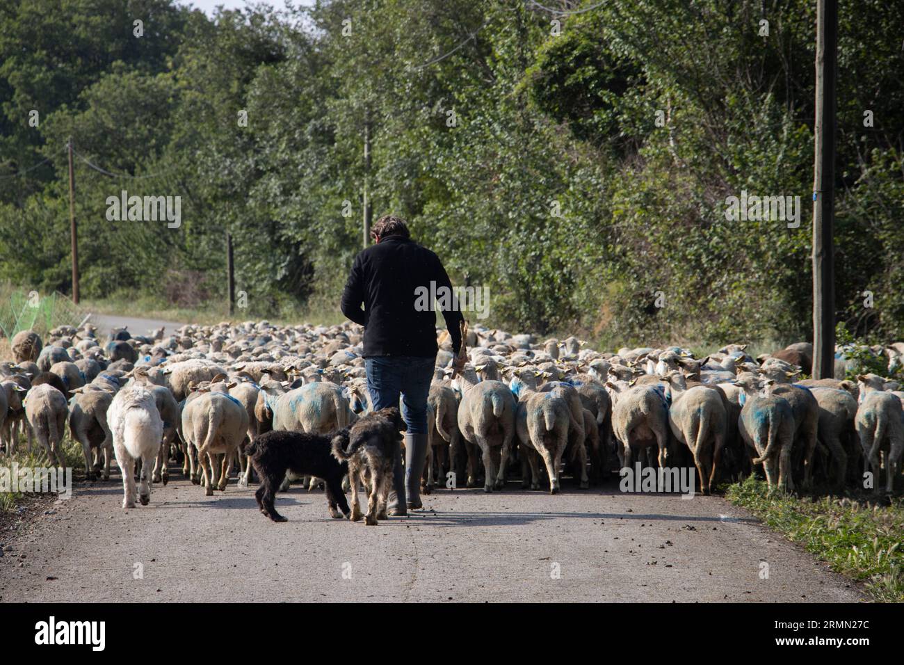 Gregge di pecore su strada con il pastore Foto Stock