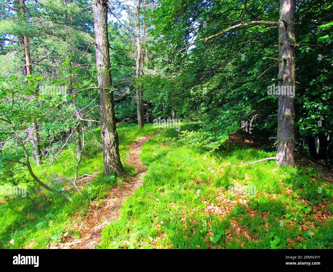 Splendida e luminosa foresta di pini scozzesi (Pinus sylvestris) sulle colline di Polhov Gradec in Slovenia, con la brughiera invernale (Erica carnea) che ricopre la zona Foto Stock