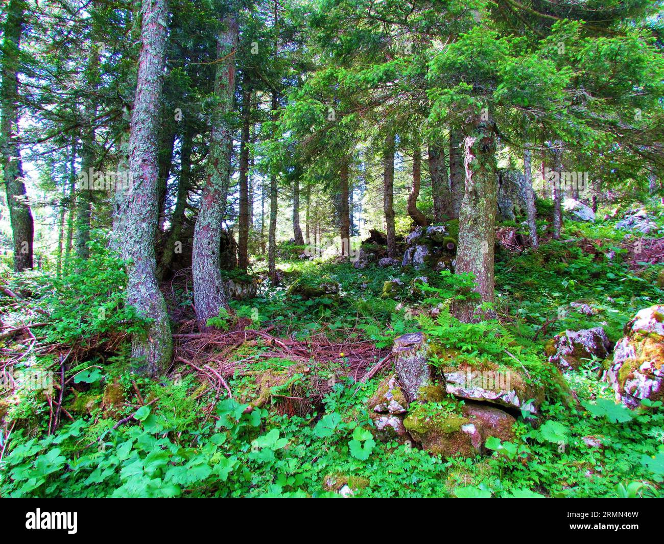Foresta di abeti rossi sopra Pokljuka in Slovenia con lussureggiante sottobosco estivo che copre il fondo della foresta Foto Stock