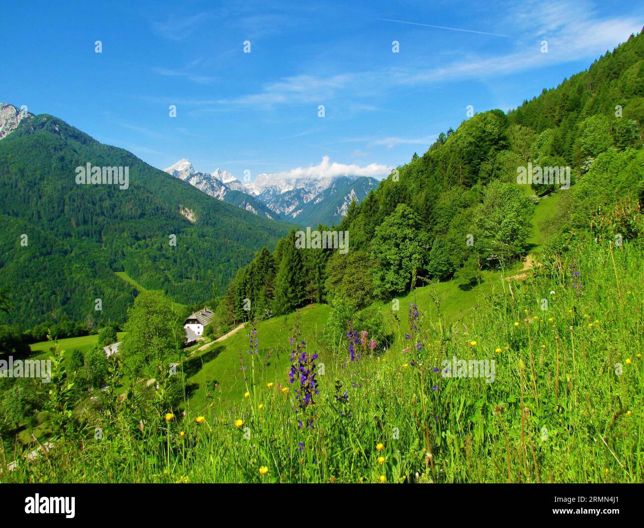 Vista delle montagne sopra Kranjska Gora, Slovenia, incl. Visoka Ponca e Kotova Spica presi da un prato estivo con clary o salvia prato viola Foto Stock