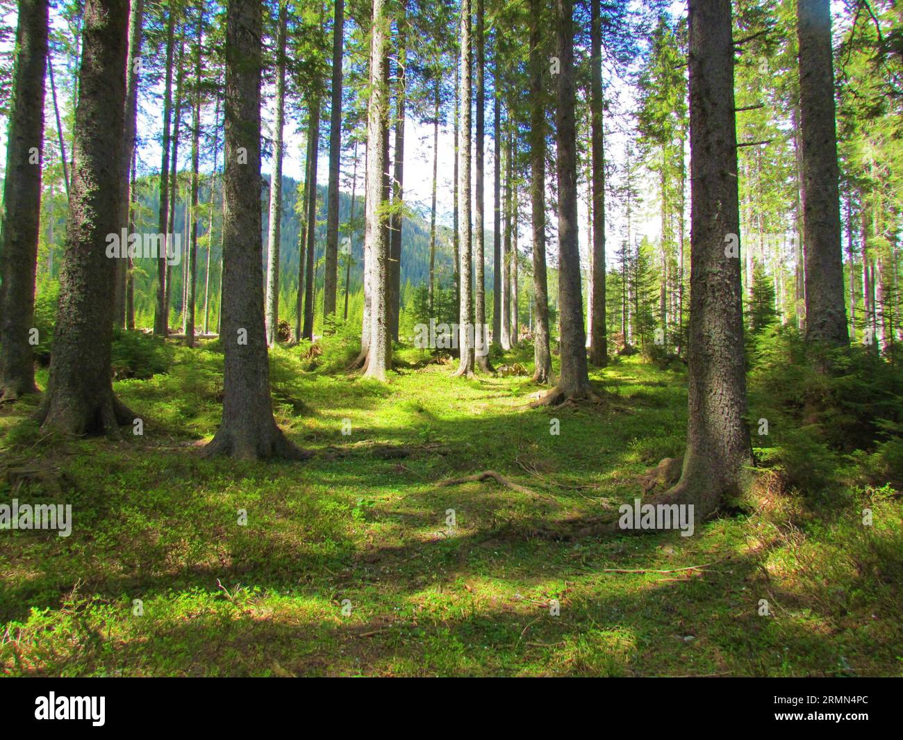 Foresta di abeti rossi a Pokljuka nel parco nazionale del Triglav, Slovenia con il sole che splende sul terreno Foto Stock