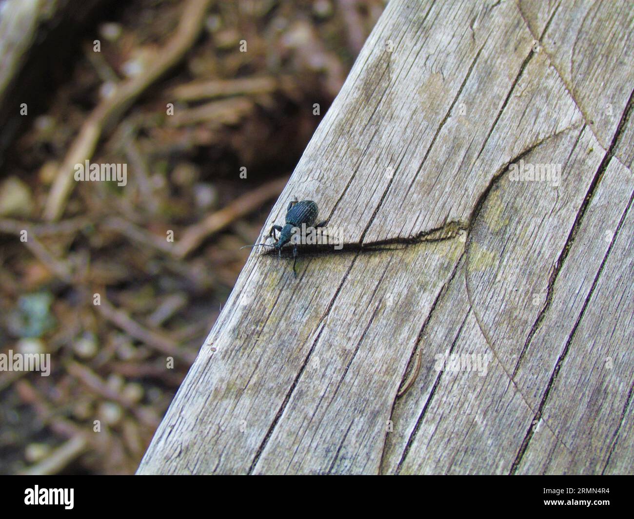 Scarabeo reale o coleottero muso (Curculionidae) Foto Stock