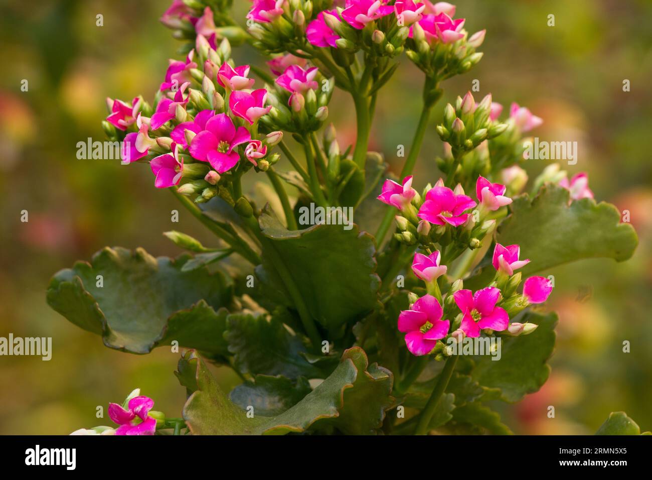 Kalanchoe blossfeldiana pianta in fiore su sfondo naturale Foto Stock