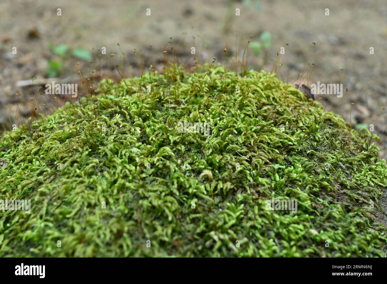 Vista dei muschi verdi che crescono sulla superficie di una roccia con le spore di muschio Foto Stock