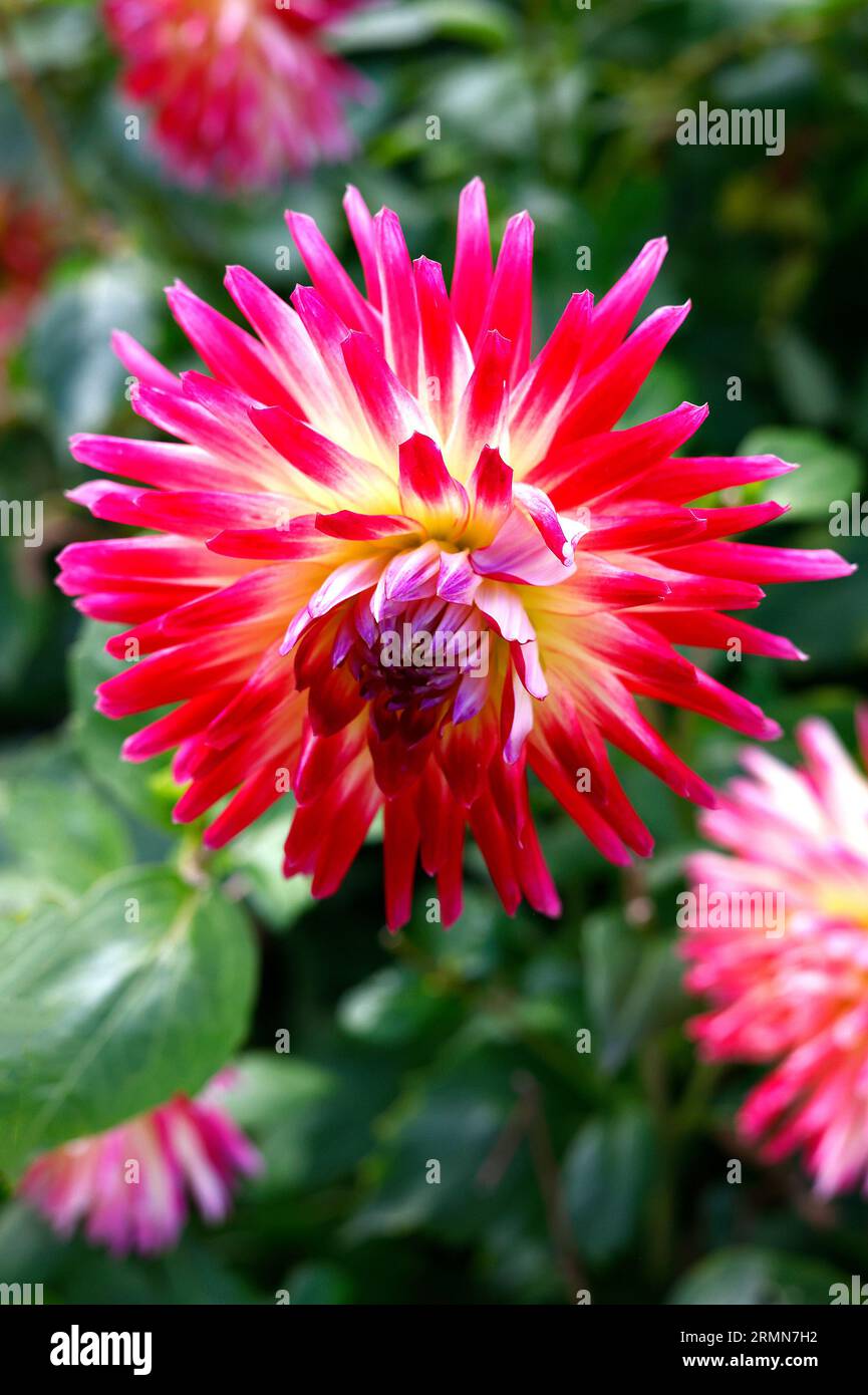 Primo piano del fiore di semi-cactus giallo rosso e viola della tenera pianta tuberosa perenne da giardino Dahlia Tahiti Sunrise. Foto Stock