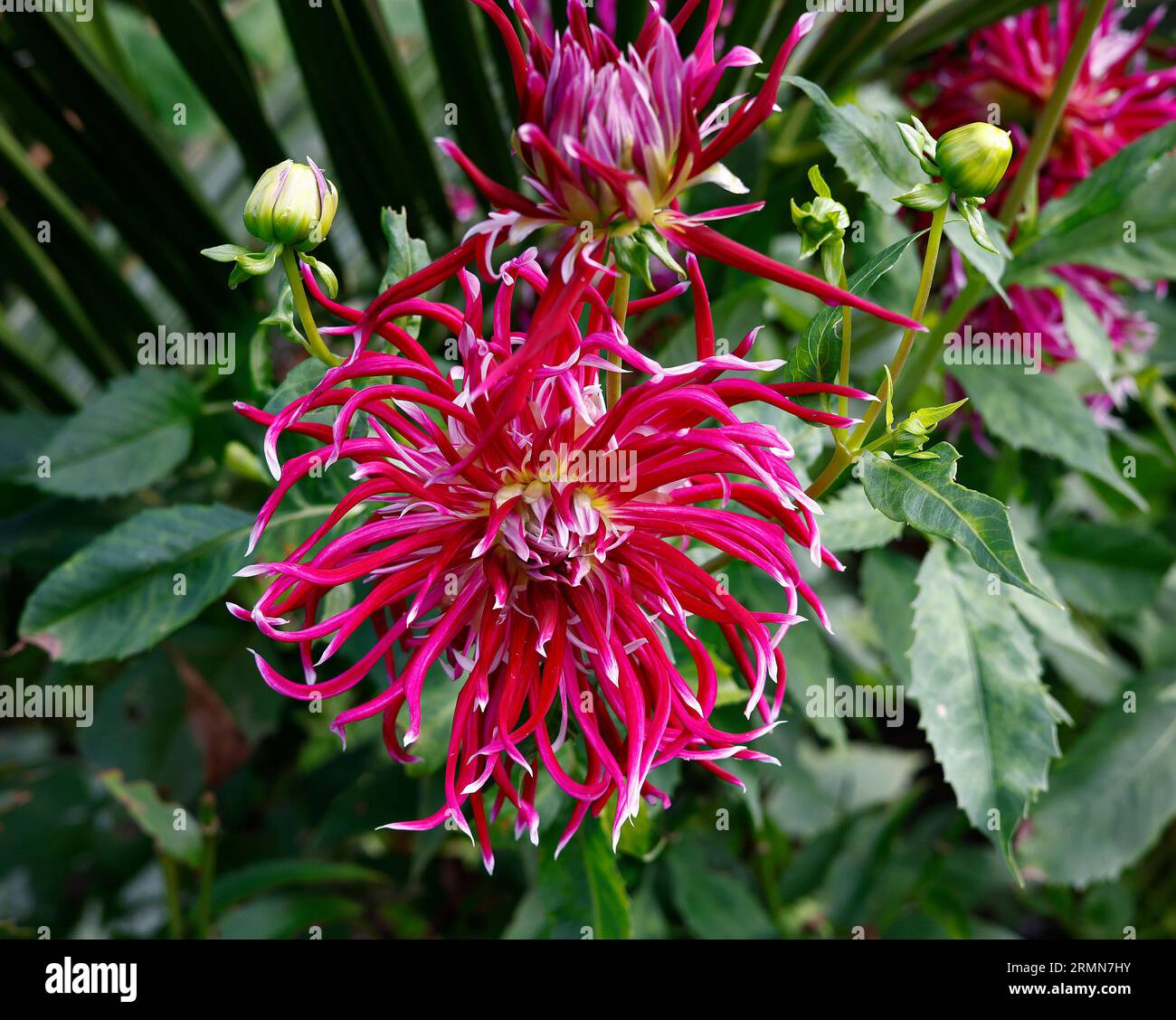 Primo piano della marona e dei petali bianchi a forma di ragno del tenero cactus tuberoso vivente dahlia spiderwoman. Foto Stock