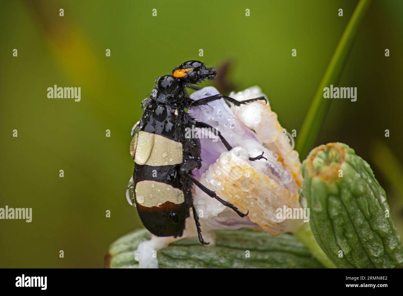 CMR Beetle Mylabris oculata 14046 Foto Stock