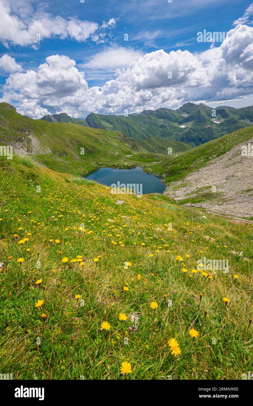 Lago blu tra fiori di montagna gialli Foto Stock