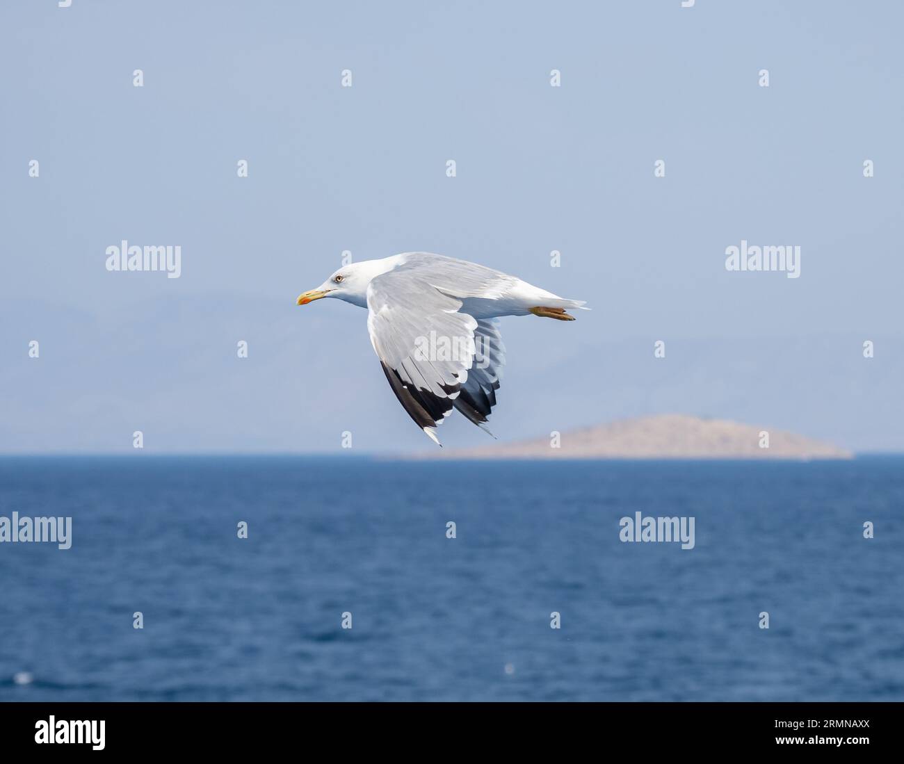 Primo piano di un gabbiano in azione che vola sul cielo blu Foto Stock