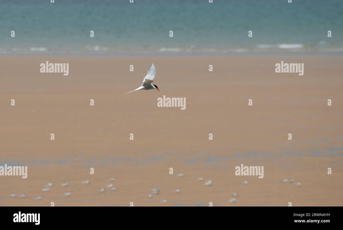 Arctic Tern vola lungo l'area di nidificazione della spiaggia nel Northumberland Foto Stock