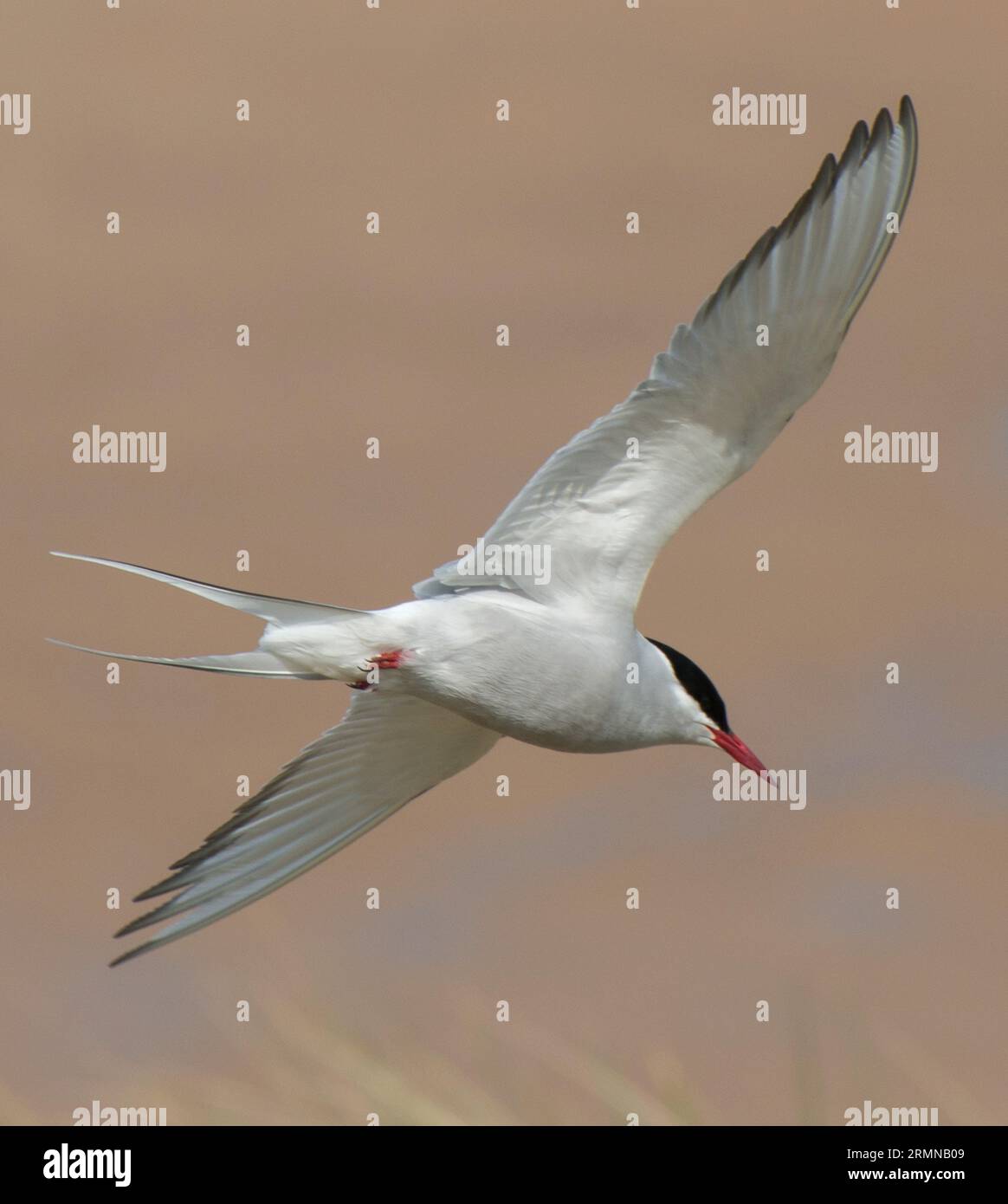 Immagine a colori ravvicinata di Tern artico che vola direttamente sopra la testa con le ali tese Foto Stock