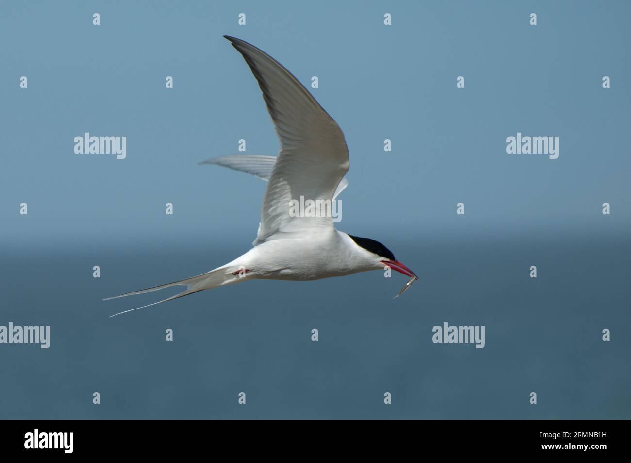 Immagine a colori di Terna artica che vola a livello degli occhi con i pesci nella banconota e vola da sinistra a destra sullo sfondo silenzioso del mare e del cielo Foto Stock