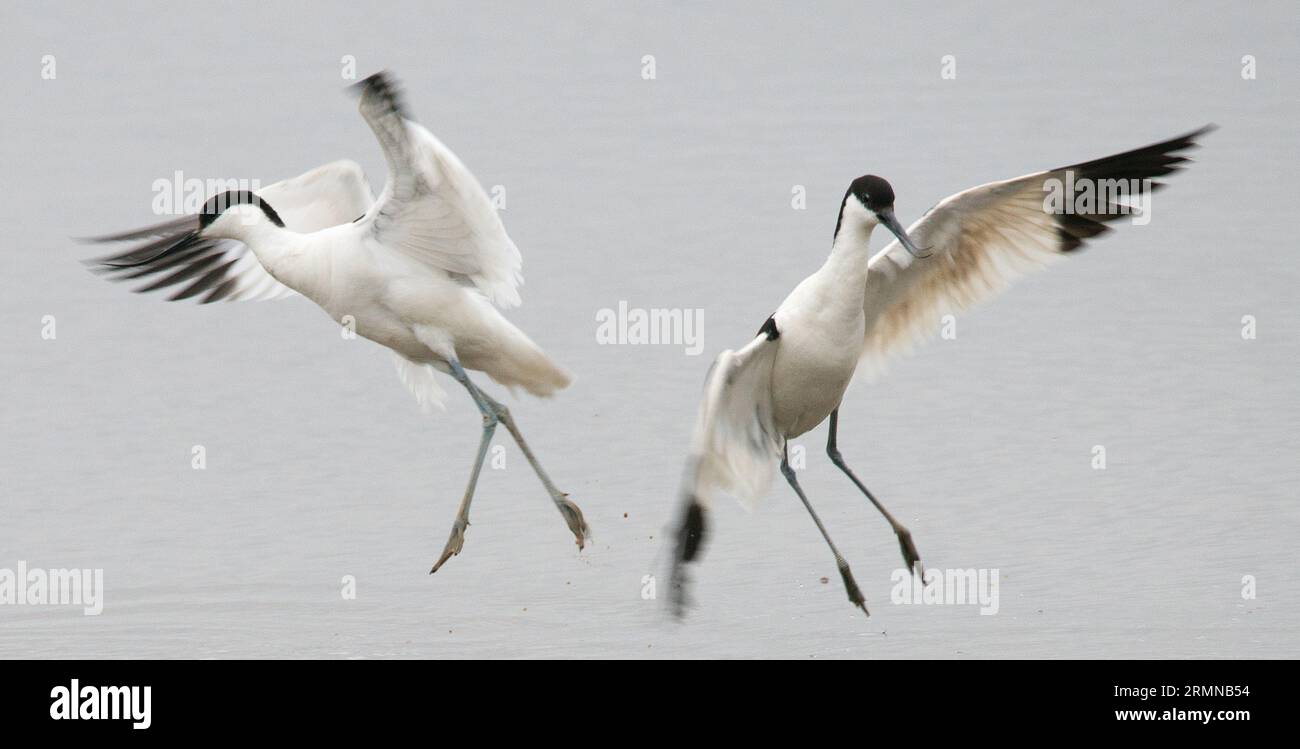 Vista ravvicinata di un paio di avocets in azione che si muovono in aria e si allontanano l'uno dall'altro mostrando il corpo intero e la forma delle ali e le gambe lunghe Foto Stock