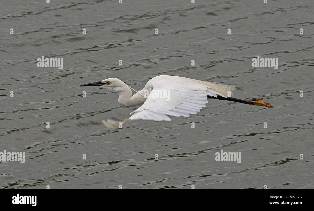 Vista ravvicinata del piccolo Egret che vola da destra a sinistra e leggermente sotto l'osservatore, mostrando le caratteristiche dell'uccello in volo Foto Stock