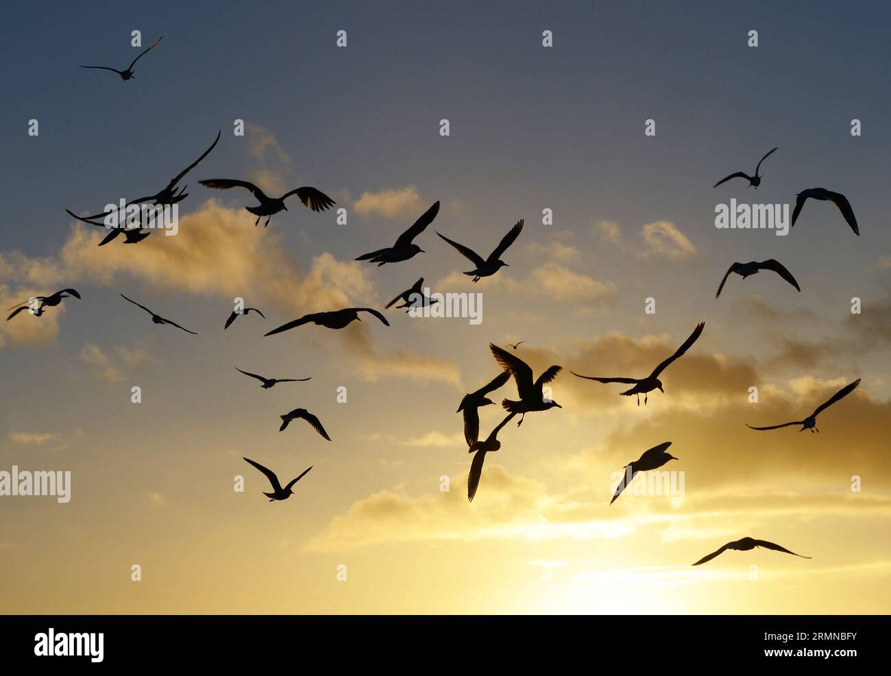 Gabbiani in volo e in silhouette contro il bagliore dorato di un sole che tramonta con un tocco di cielo blu e nuvole tingono d'oro Foto Stock