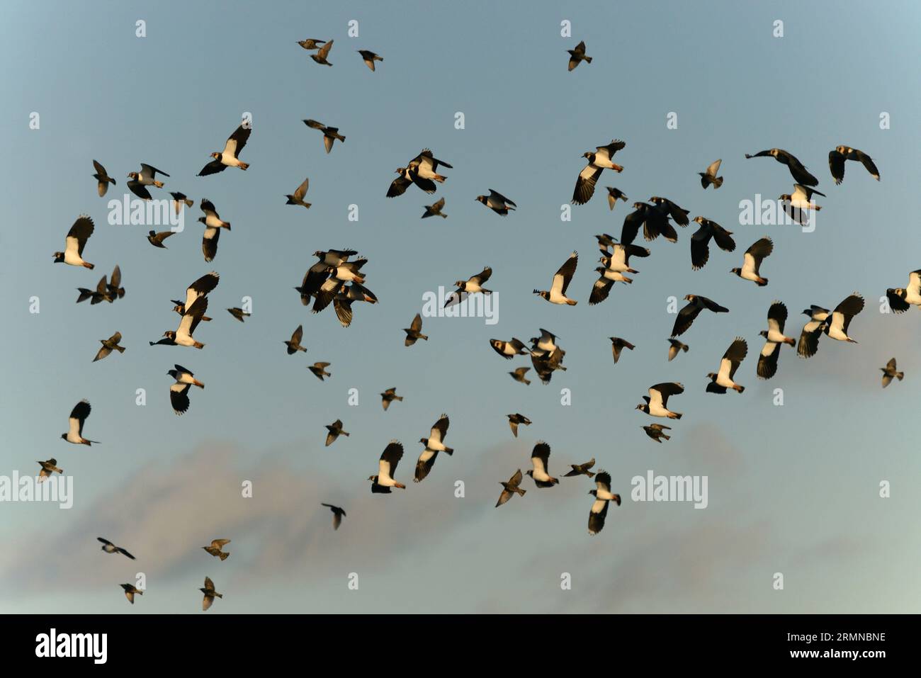 Lapwings e Starling in un grande gregge che si muove da destra a sinistra e viene catturato dalla scarsa luce del sole di gennaio Foto Stock