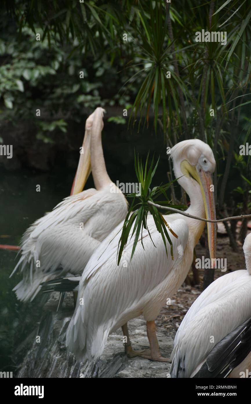 Il gruppo di anatre adorabili, di dimensioni maggiori, si trova al confine del lago. Foto Stock