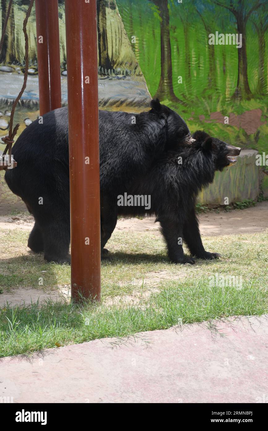 Gli orsi vivono davvero la loro vita migliore, godendosi il loro tempo nello zoo di Lahore. L'amore e l'afflizione tra i due orsi sono incomparabili. Foto Stock
