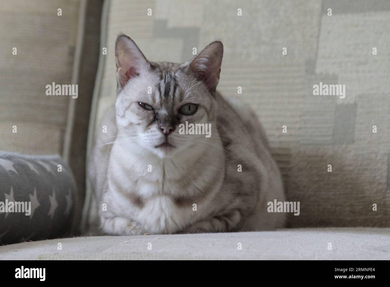 Donna adulta Rosetta delle nevi Bengala Cat si è rilassata sul divano e guardando direttamente la macchina fotografica Foto Stock