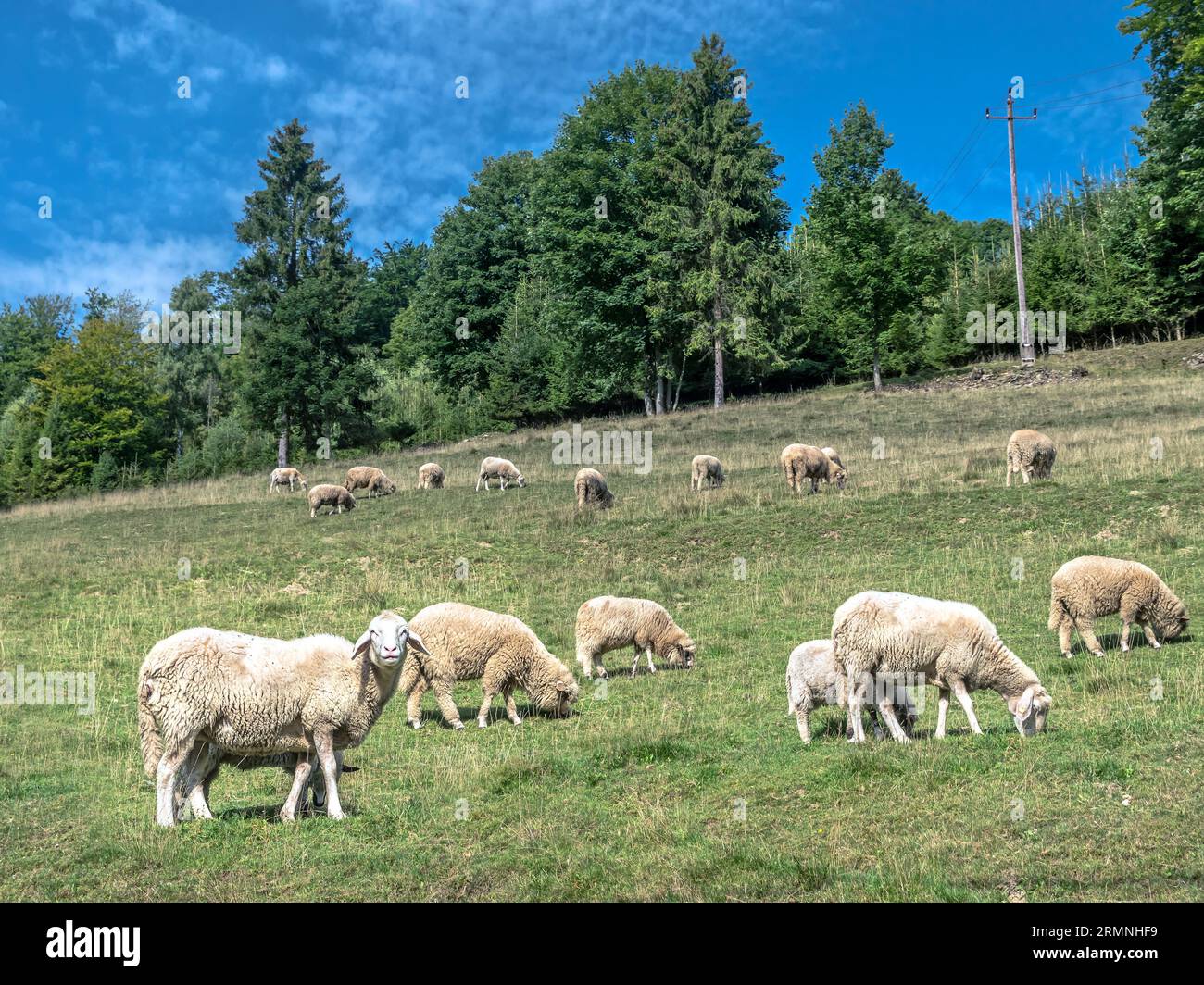 Allevamento di pecore al pascolo in alpeggio Foto Stock