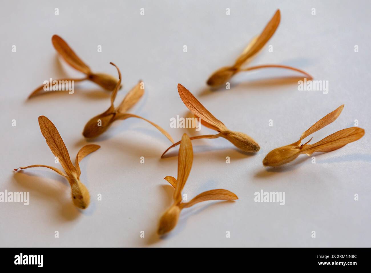 Seme alato dell'albero (Tripalis americana o Tripalis gardneriana) conosciuto come "pajeú", "pau-ant" o "albero dell'elicottero". Semi di distribuzione che volano con spirito Foto Stock