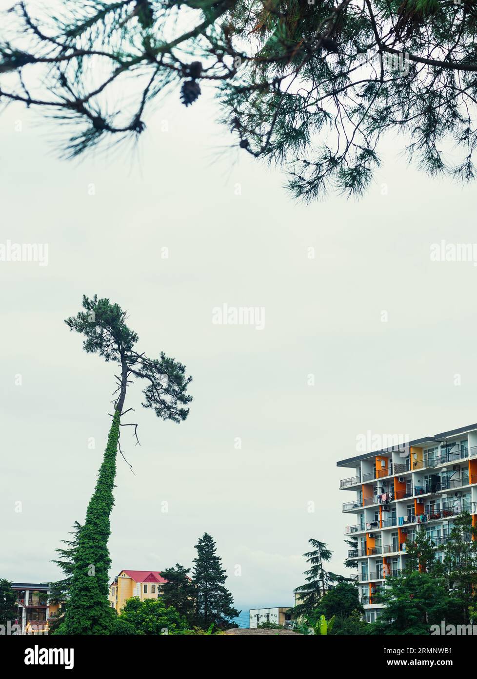 paesaggio urbano con un vecchio pino ricoperto di edera liane. Foto Stock