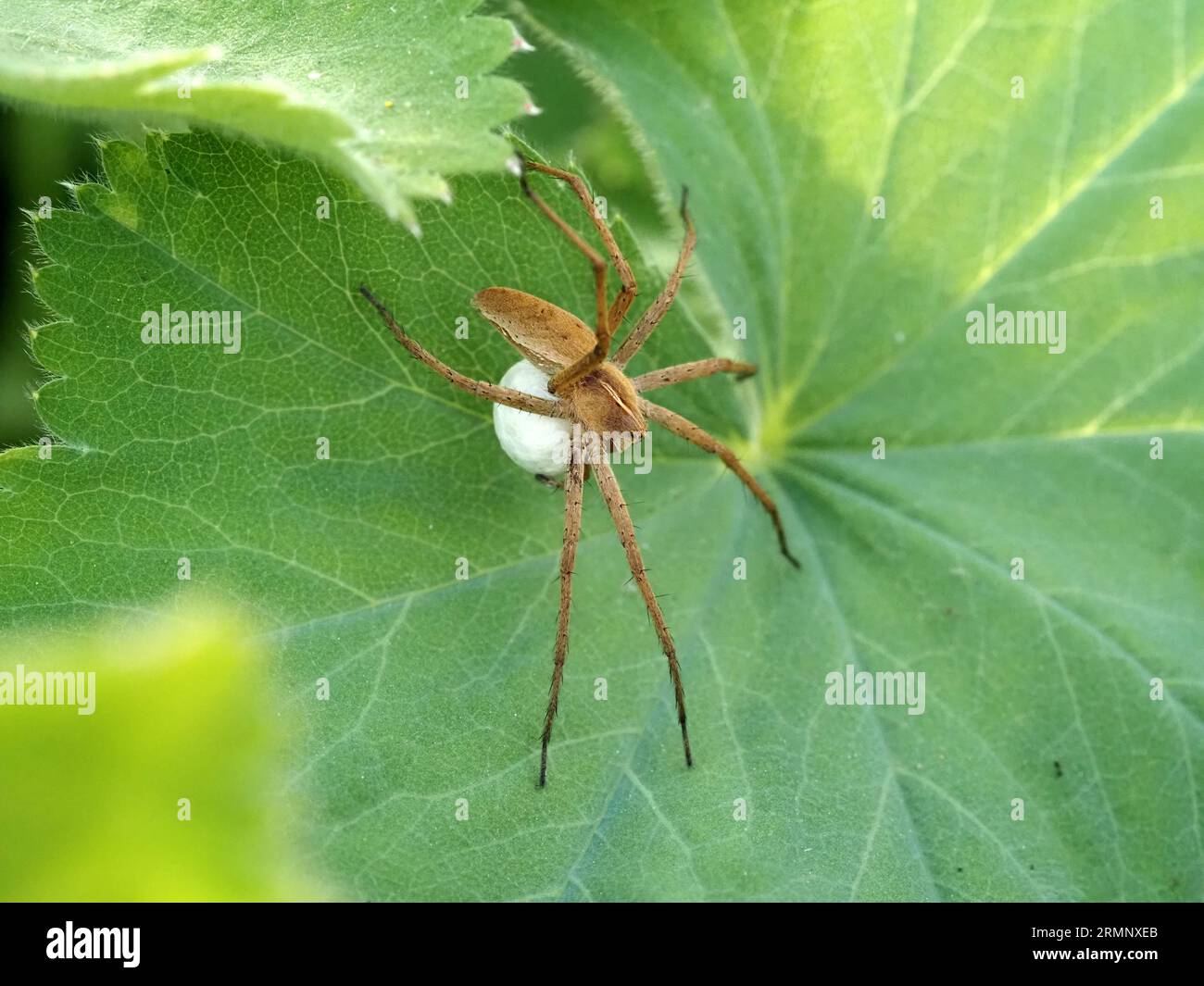 Vivaio femminile Web Spider, Pisaura mirabilis, che porta un grosso sacco di uova rotonde. Lo sfondo è una foglia di Alchelilla mollis. Foto Stock