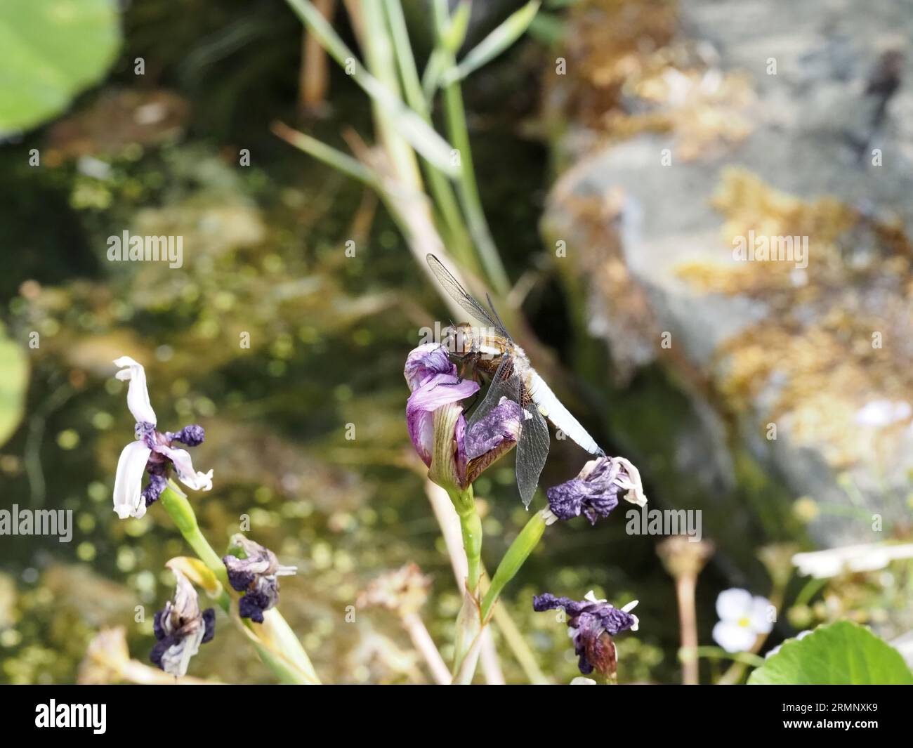 Un Chaser Dragonfly maschile di grande corpo, Libellula depressa, arroccato sul fiore di Iris accanto a uno stagno del giardino. Foto Stock