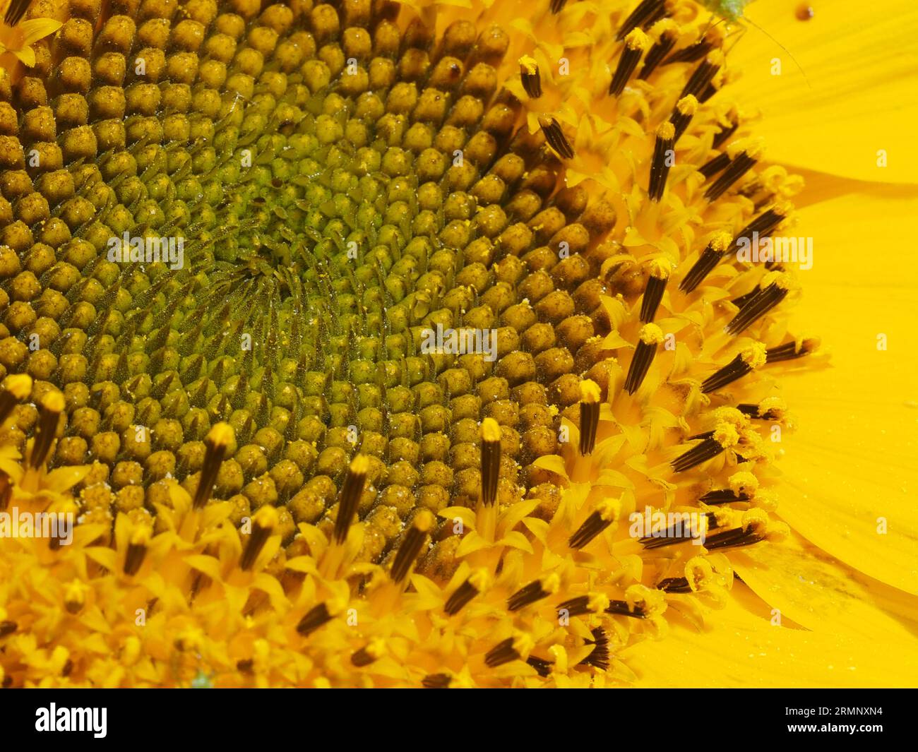 Primo piano di una testa di girasole, Helianthus anuus, che mostra i floretti a disco interni, chiusi al centro e aperti verso la periferia. Foto Stock