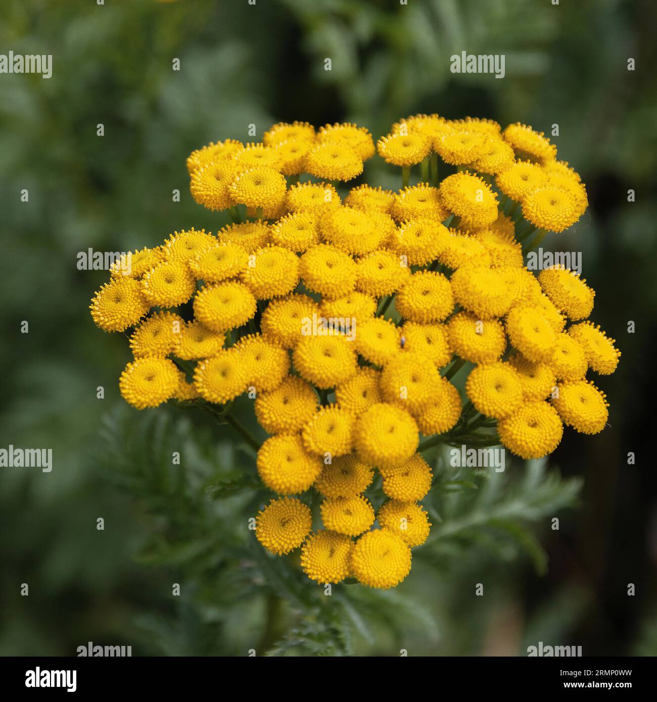 Tansy (Tanacetum vulgare) è una pianta erbacea perenne in fiore del genere Tanacetum della famiglia aster, originaria dell'Europa temperata e dell'Asia Foto Stock