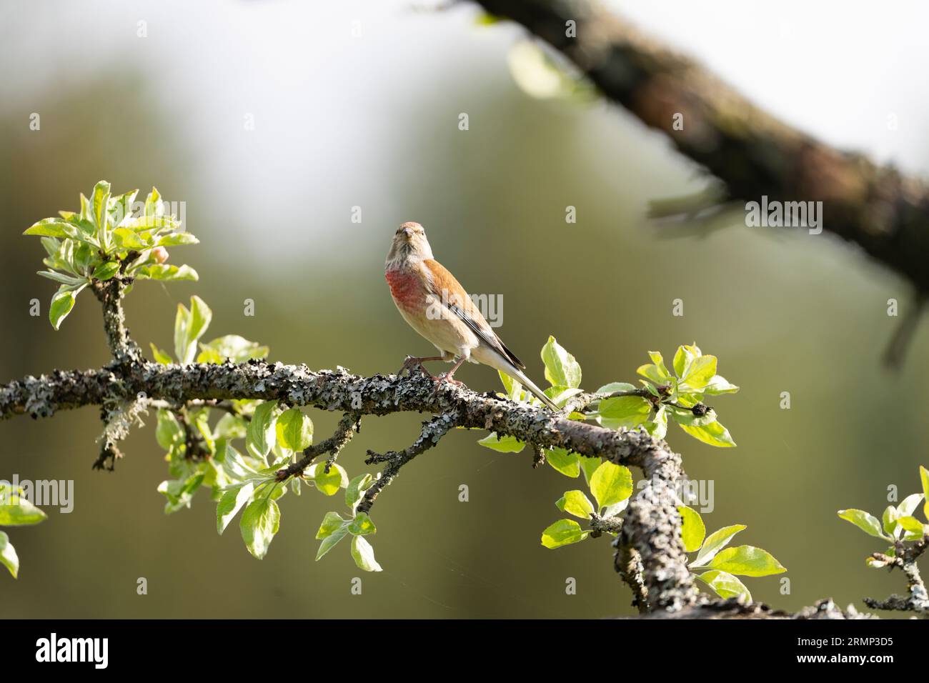 Civylis Carduelis cannabina famiglia Fringillidae genere linaria linnet comune natura selvaggia fotografia di uccelli, foto, carta da parati Foto Stock