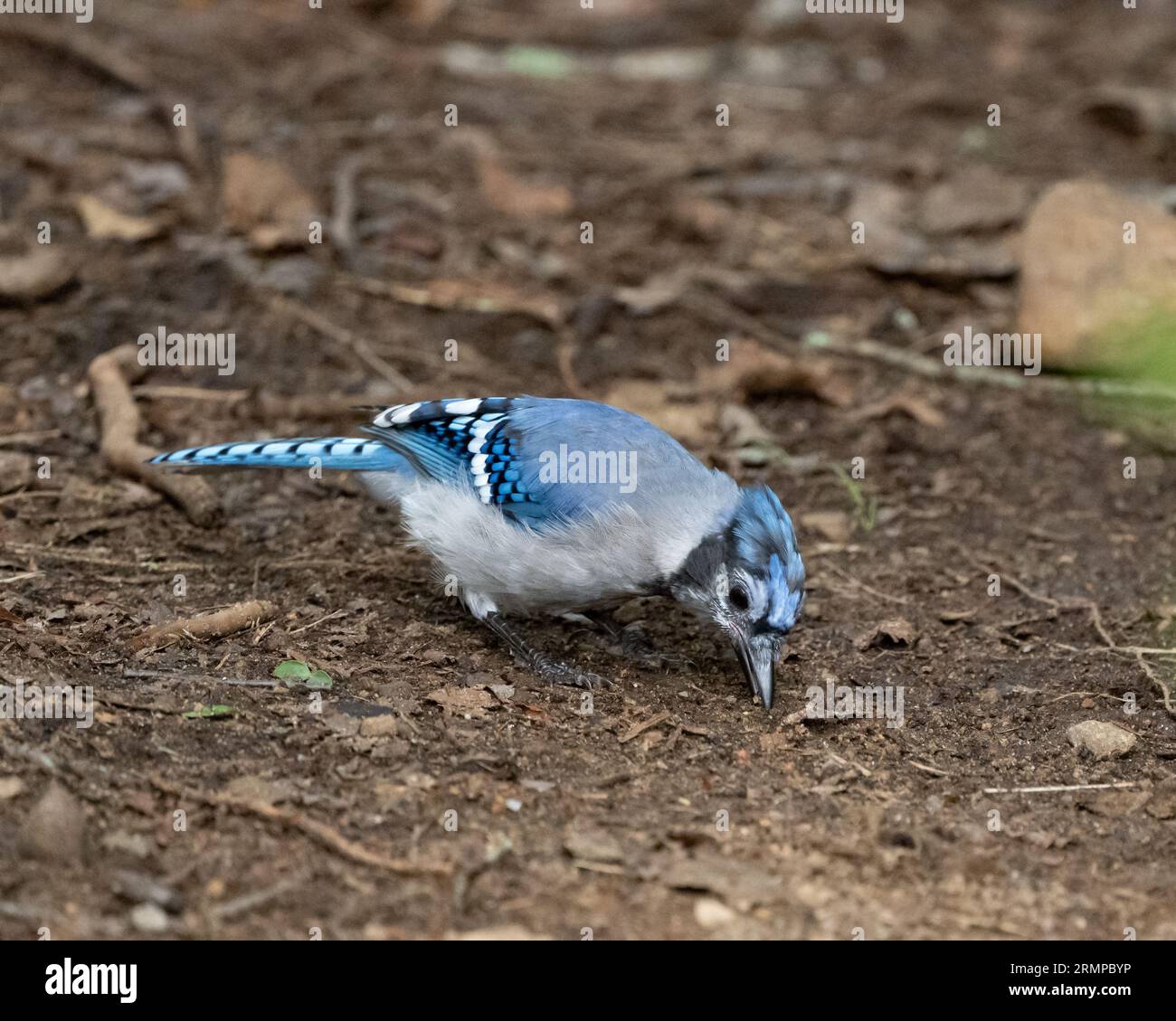 Una Blue Jay, Cyanocitta cristata, che raccoglie semi nello sporco su un sentiero nelle Adirondack Mountains, New York USA Foto Stock