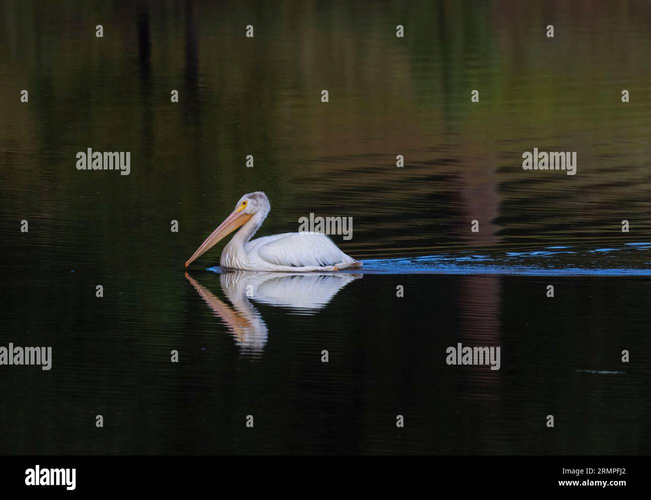Nuotata americana di pellicani bianchi nel lago Manitou Foto Stock