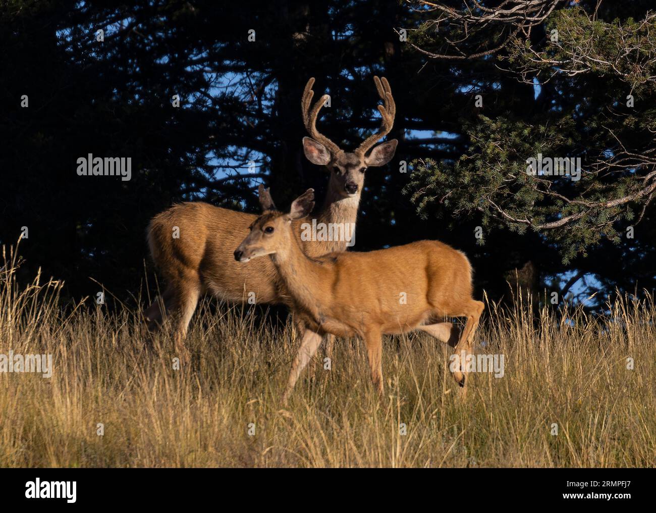 Mandria di cervi mulattili nelle alte zone del Colorado Foto Stock