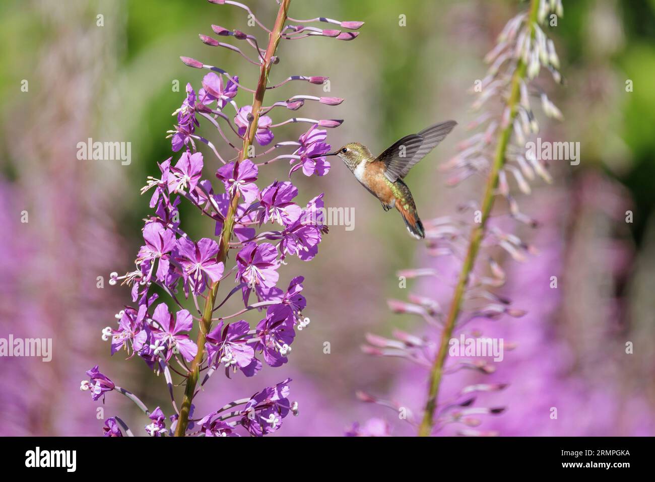 Colibrì Rufous a Vancouver, British Columbia, Canada Foto Stock