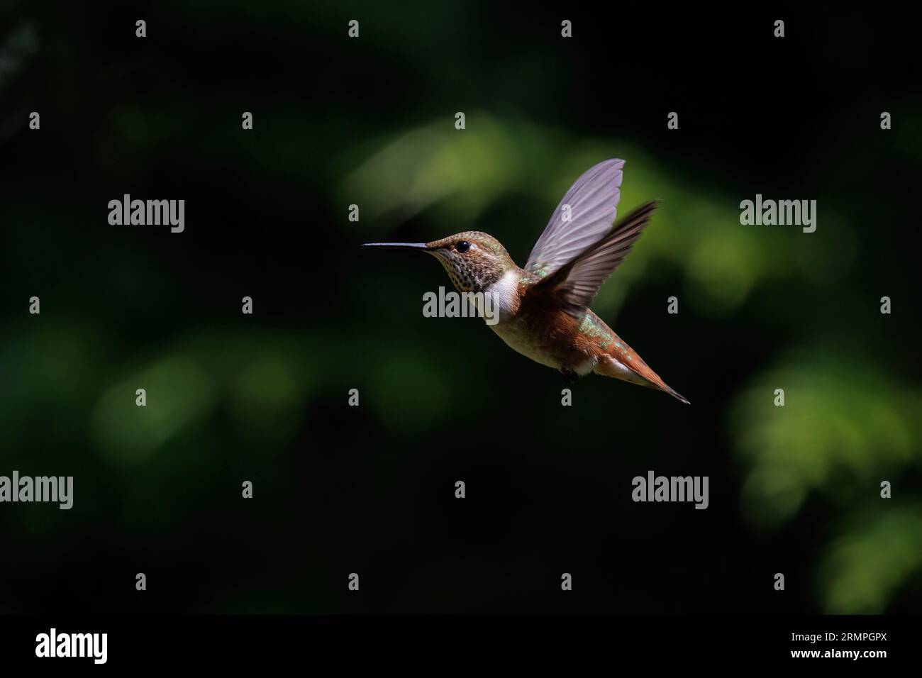 Colibrì Rufous a Vancouver, British Columbia, Canada Foto Stock