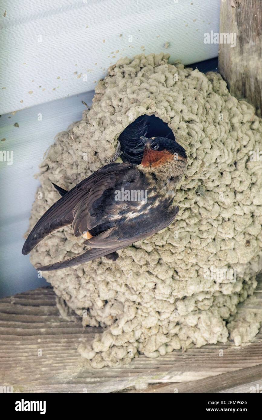 Cliff Swallows nidificano l'uccello a Vancouver, British Columbia, Canada Foto Stock