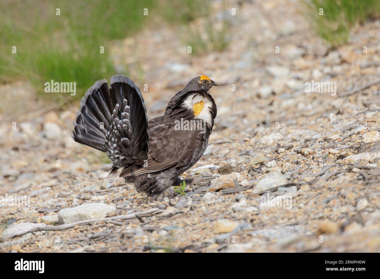 Uccello maschio a caccia di sooty a Vancouver, British Columbia, Canada Foto Stock
