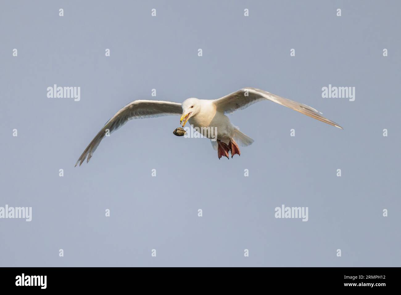 Seagull Dropping A Shell a Vancouver, British Columbia, Canada Foto Stock