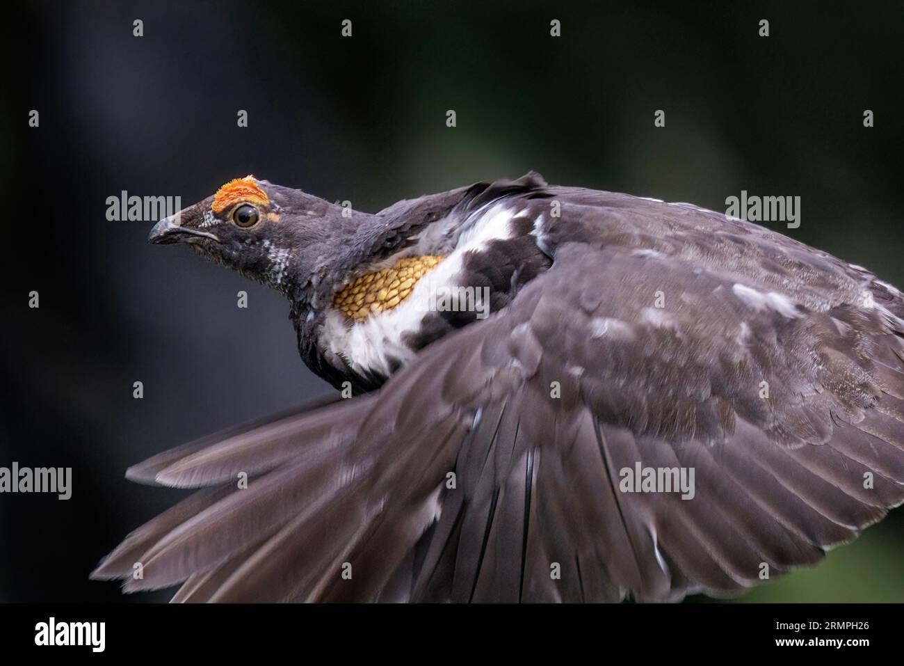 Uccello maschio a caccia di sooty a Vancouver, British Columbia, Canada Foto Stock