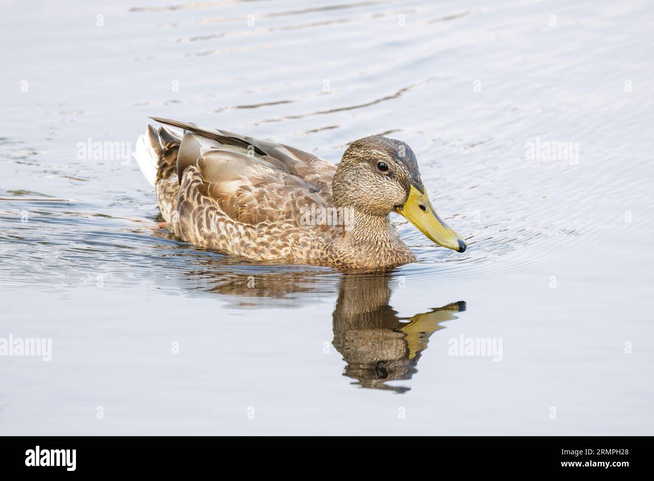 Anatra maschile a Vancouver BC Canada Foto Stock