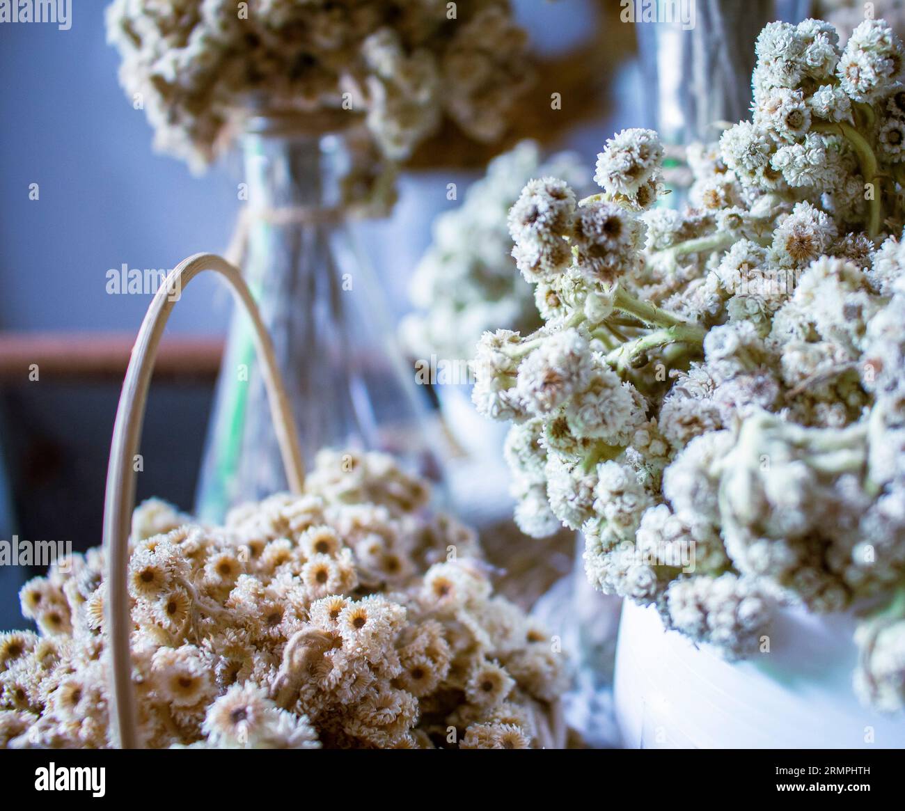 piante edelweiss che decorano la stanza Foto Stock